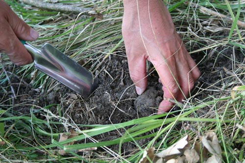 raccolta del tartufo